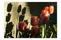 Tulpen M 16